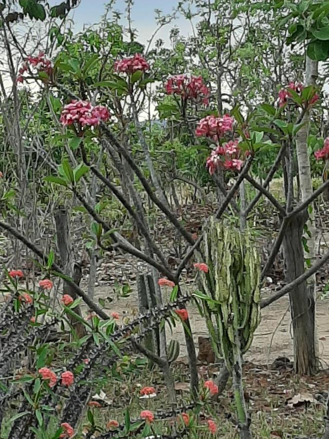 Estancia Morro Do Frota ปิเรนนอโปลิส ภายนอก รูปภาพ